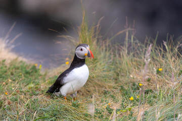 This photo shows a beautiful puffin or also named sea parrot which is a sea bird. The puffin comes to land for nestling. The picture was made on Staffa near the Isle of Mull, Scotland