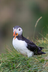 This photo shows a beautiful puffin or also named sea parrot which is a sea bird. The puffin comes to land for nestling. The picture was made on Staffa near the Isle of Mull, Scotland