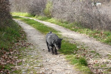 Black poodle walking outdoors
