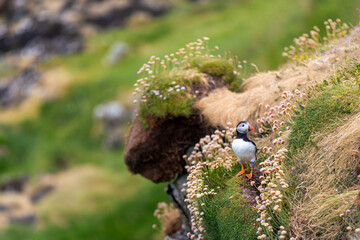 This photo shows a beautiful puffin or also named sea parrot which is a sea bird. The puffin comes to land for nestling. The picture was made on Staffa near the Isle of Mull, Scotland