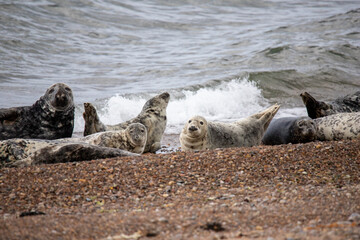 This photo shows a group of seals laying on the beach of Portgordon in Moray, Scotland. The seals hunt in the North Sea. 