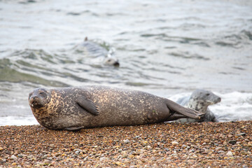 This photo shows a group of seals laying on the beach of Portgordon in Moray, Scotland. The seals hunt in the North Sea. 