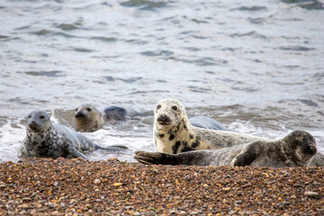 This photo shows a group of seals laying on the beach of Portgordon in Moray, Scotland. The seals hunt in the North Sea. 
