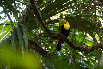 Vibrant Toucan perched on a tree branch, surrounded by lush greenery in the jungle
