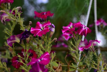 Vibrant petunia flower blooming amongst lush green foliage in a natural outdoor setting