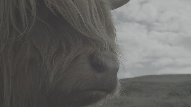 Closeup of a fluffy highlander portrait in Fjord, Faroe Island with gray cloudy sky
