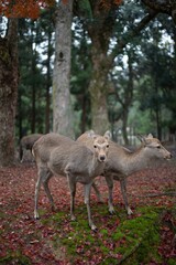 Two white-tailed deer standing side by side in a lush green forest of trees