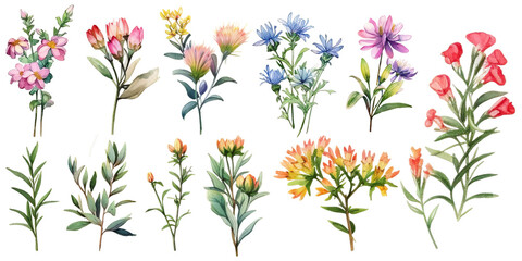 Multicolor Aqulilegia vulgaris flowers watercolors elements set.