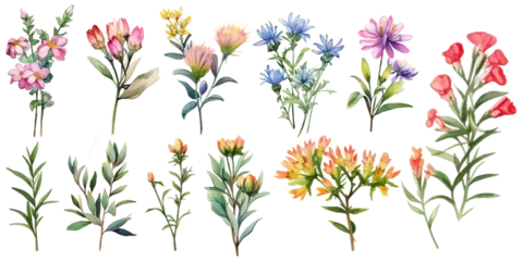 Rolgordijnen Multicolor Aqulilegia vulgaris flowers watercolors elements set. © Teerawan