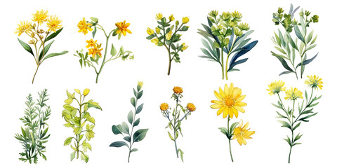 Yellow Aqulilegia vulgaris flowers watercolors elements set.