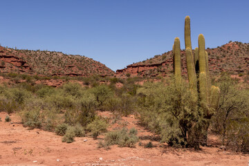 Huge cactus in the stunning, reddish landscape of Ischigualasto Provincial Park in San Juan Province, Argentina - traveling South America 
