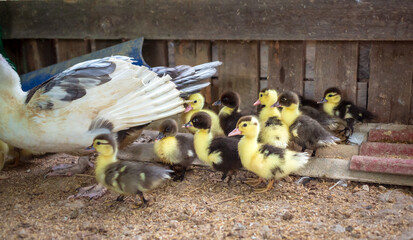 Ducklings the following mother. Duck and ducklings on the farm
