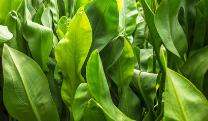 Close-up green leaves color and blurred greenery leaf in nature. Tropical foliage and overlapping leave an Abstract natural floral Background concept