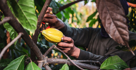 The hands of a cocoa farmer use pruning shears to cut the cocoa pods or fruit ripe yellow cacao...