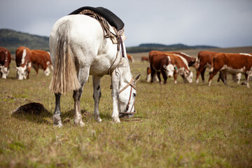 Fototapeta na wymiar Cattle Ranch in south patagonia argentina