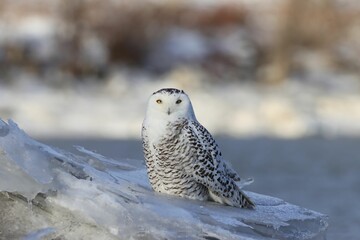 Stunning snow owl perched on the edge of an icy winter landscape.