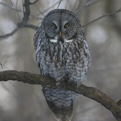 Closeup shot of an owl perched on a tree branch.