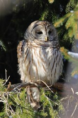 a large owl is perched on top of a tree limb