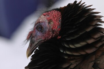 Closeup shot of a wild turkey standing in the snow.