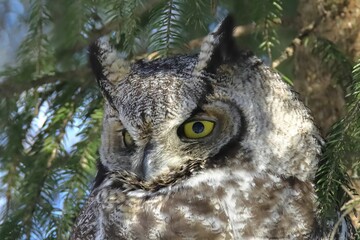 Closeup shot of an owl perched on a tree branch.
