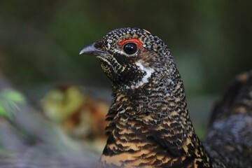 Closeup shot of a spruce grouse bird.
