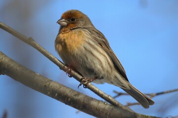 Rosefinch bird perched on a tree branch against a blue sky.