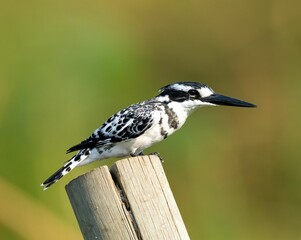 Pied kingfisher perched atop a wooden fence post in Botswana Safari.