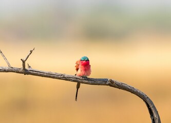 Southern carmine bee-eater bird perched atop a tree branch in Botswana Safari.