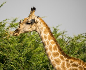 Bird is perched on the head of a giraffe in the African wilderness of Botswana