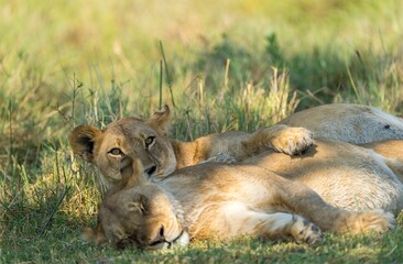 two lions are laying down in the grass together together on their back