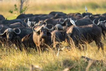Tuinposter Herd of African Buffalos grazing in a lush green field in Botswana Safari. © Jan556/Wirestock Creators