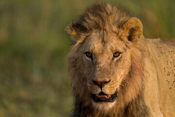 Majestic lion in Botswana Safari.