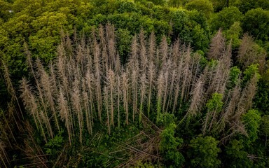 Scenic view of high trees in a green forest