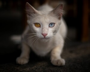 Obraz premium Beautiful white cat with heterochromia of different colored eyes looking at the camera
