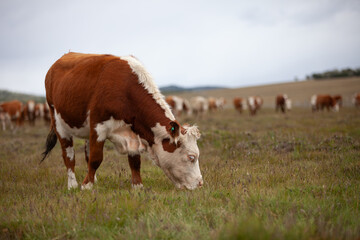 Cattle Ranch in south patagonia argentina