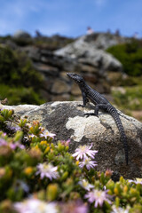 Cape Town Table Mountain - Black Lizard
Cordylus Niger