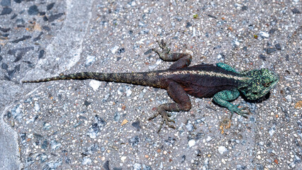 Southern Rock Agama / Southern african rock agama
Agamidae lizard family
