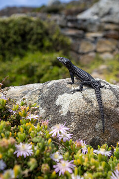 Cape Town Table Mountain - Black Lizard
Cordylus Niger