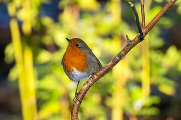 European robin (Erithacus rubecula) perched on a branch