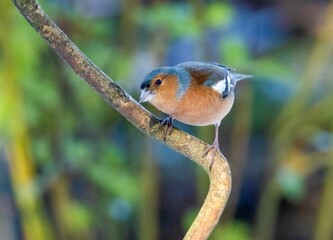 Chaffinch perched on a branch