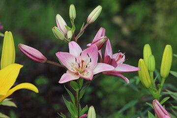 Obraz na płótnie Canvas Pink lilly in the garden, Lilium flowers.