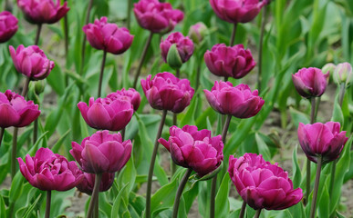 Lilac terry tulips in the spring garden
