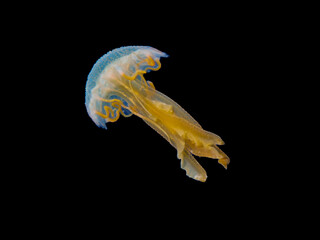 Luminous and glowing jellyfish at night in the Mediterranean Sea 