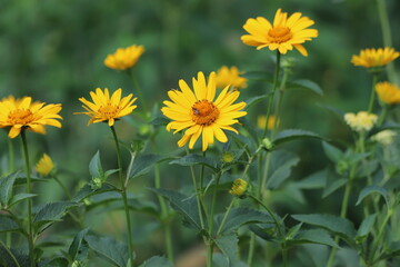 Heliopsis helianthoides. Tuscan Sun False Sunflower. Close up.