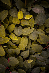 green and yellow japanese knotweed plant leaves in autumn season