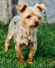 yorkshire terrier with short haircut posing in park