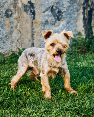 yorkshire terrier with short haircut posing on the grass