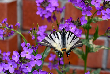 A black and white butterfly is a sailboat. Papilionidae.  Butterfly of the family of sailboats in the garden in summer.