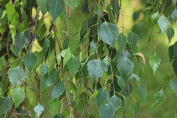 Detail of leafs and blossom of Betula pendula tree, silver birch.