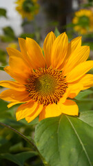 Bunga matahari or sun flower or Helianthus annuus L